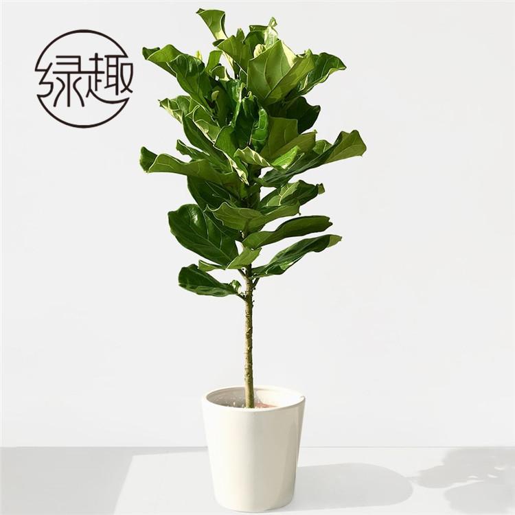 西安鲜花租摆  西安鲜花租摆公司  西安鲜花租摆哪家好   西安鲜花租摆哪家便宜  西安鲜花租摆找哪家  西安鲜花租摆价格