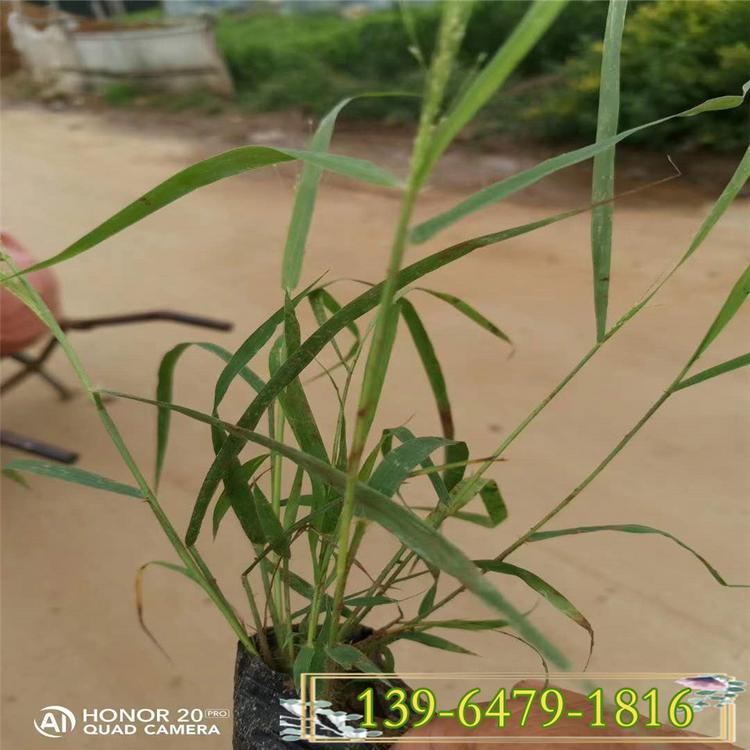 柳枝稷工程苗 重金属柳枝稷 柳枝稷水土保持饲草