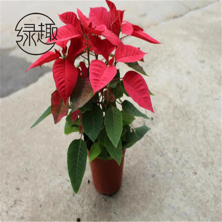 咸阳花卉绿植   咸阳花卉绿植公司 咸阳花卉绿植找哪家  咸阳花卉绿植哪家好  咸阳花卉绿植价格  咸阳花卉绿植哪家便宜
