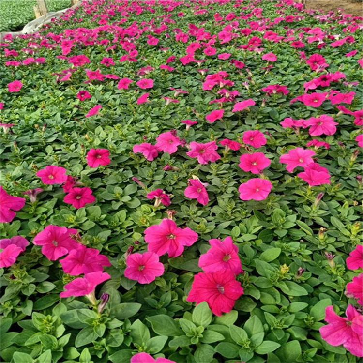 矮牵牛幼苗 矮牵牛四季草花