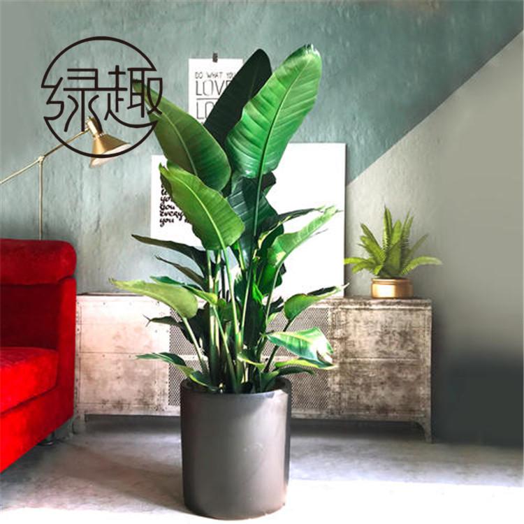 西安大型植物租摆   西安大型植物租摆公司   西安大型植物租摆哪家好  西安大型植物租摆哪家便宜  西安大型植物租摆找哪家   西安大型植物租摆价格