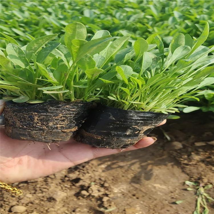 大量批发供应金鸡菊    金鸡菊报价