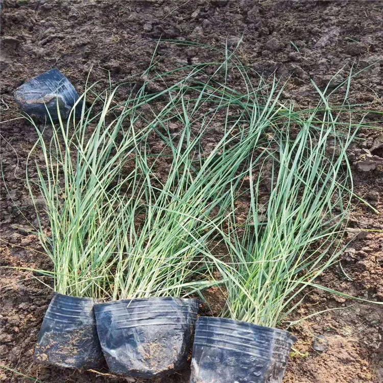 粉黛乱子草种植基地   乱子草价格