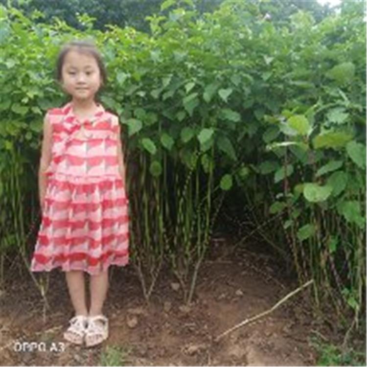红瑞木  地栽多分枝珍珠梅 批发红瑞木 红瑞木价格 红瑞木营养钵苗 红瑞木栽植