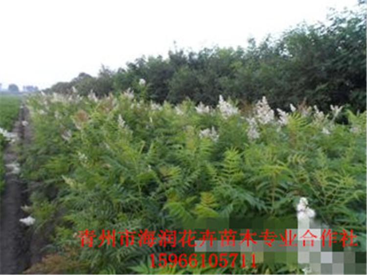 珍珠梅 珍珠梅种植基地 珍珠梅绿化 珍珠梅营养钵苗 珍珠梅价格