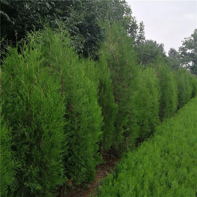 侧柏价格 土球苗特供 价格实惠 枝叶茂密
