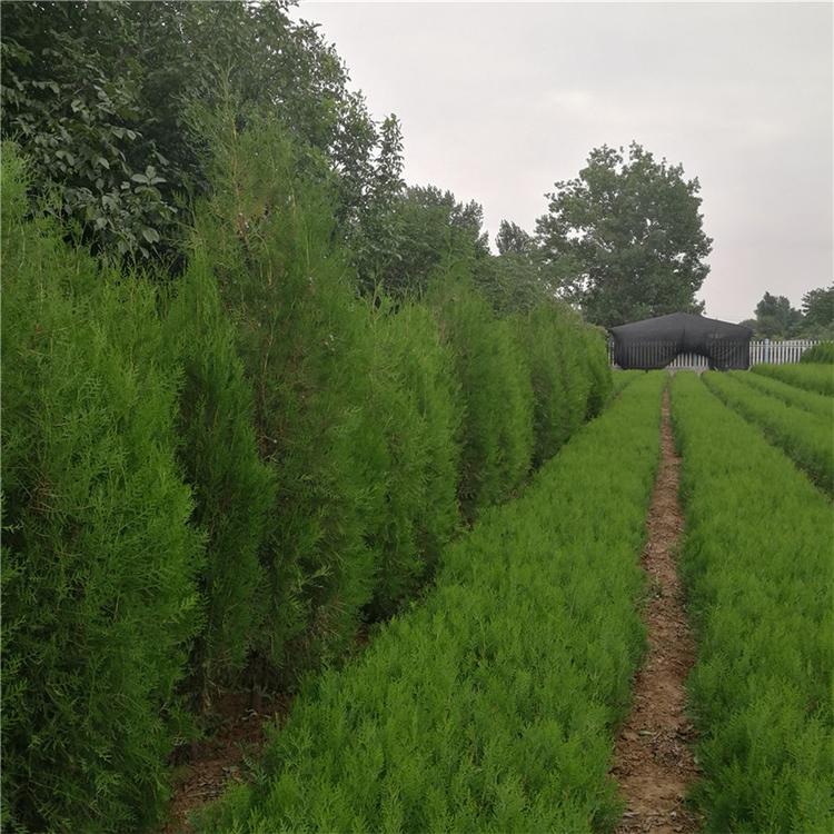 侧柏土球苗 苗圃看苗 汛期特价