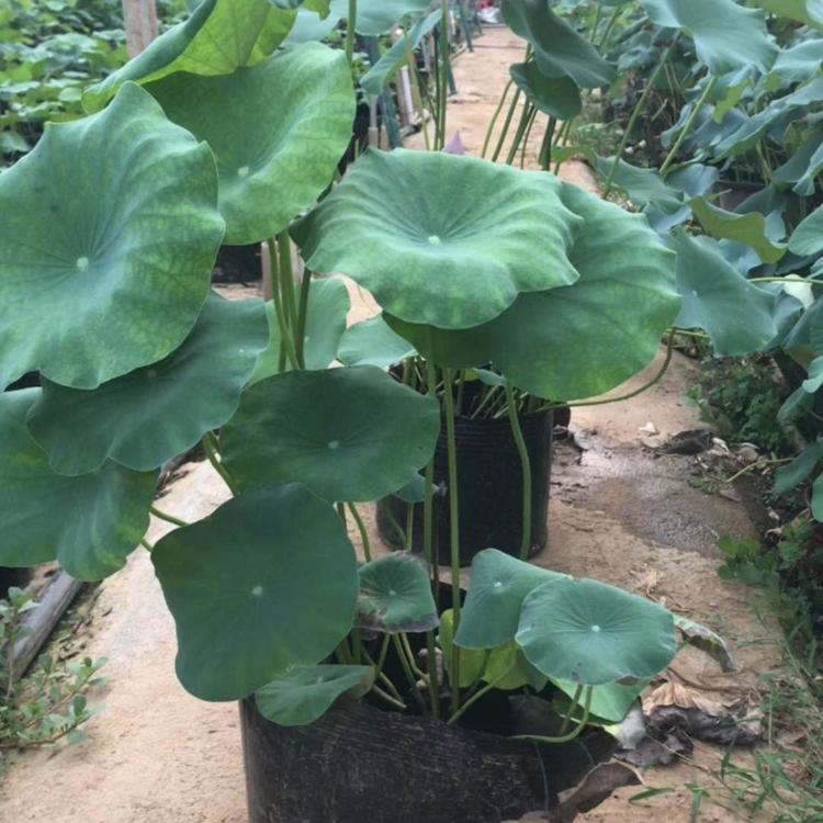 观赏荷花 开花荷花种植基地 荷花培育基地 荷花