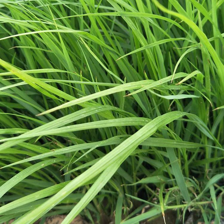 苗圃基地批发 狼尾草 山东狼尾草培育基地