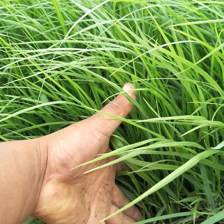 苗圃基地批发 狼尾草营养杯 山东狼尾草销售