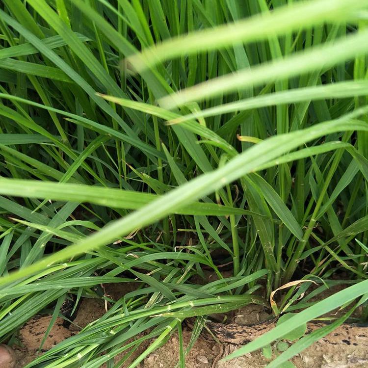 苗圃基地批发 狼尾草销售 青州狼尾草
