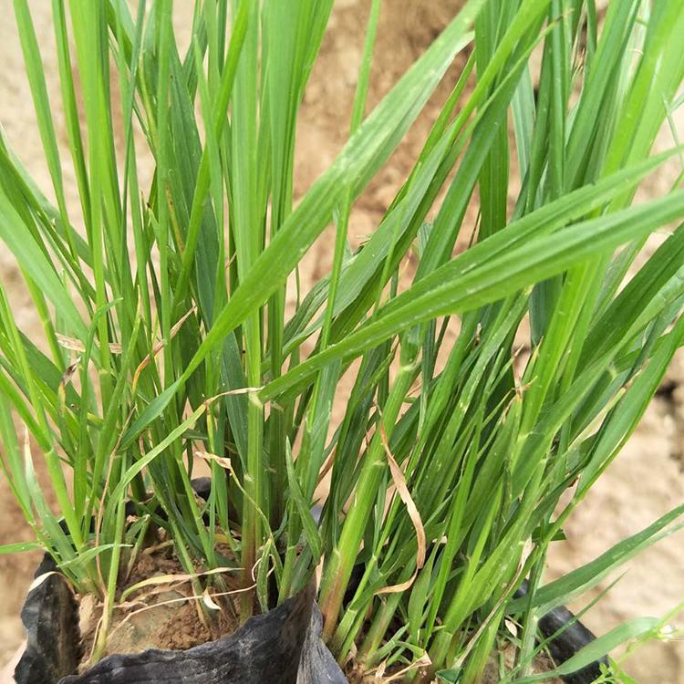 买好苗找咨豪 小兔子狼尾草 山东狼尾草培育基地