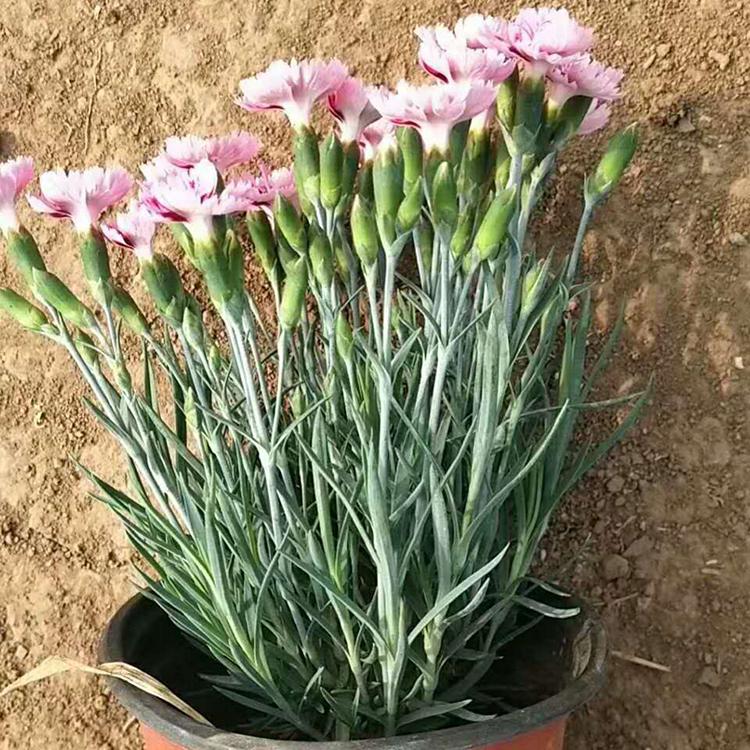 彩虹石竹报价 订购报价 开花草花基地