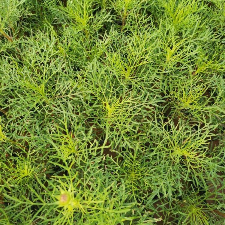 波斯菊 波斯菊基地 启景花卉基地批售波斯菊