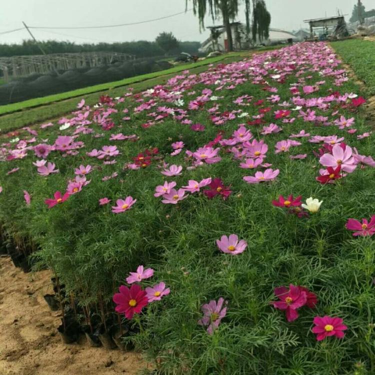 波斯菊价格   波斯菊基地 启景花卉基地批售波斯菊