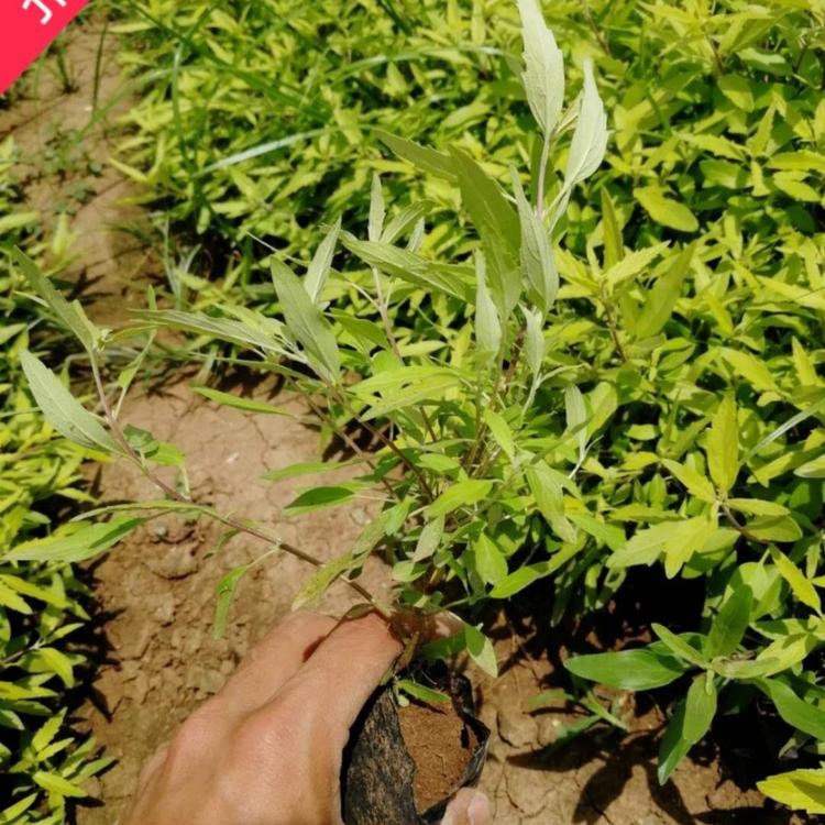绿化金莸  金叶莸价格  中华金叶莸 小涵花卉