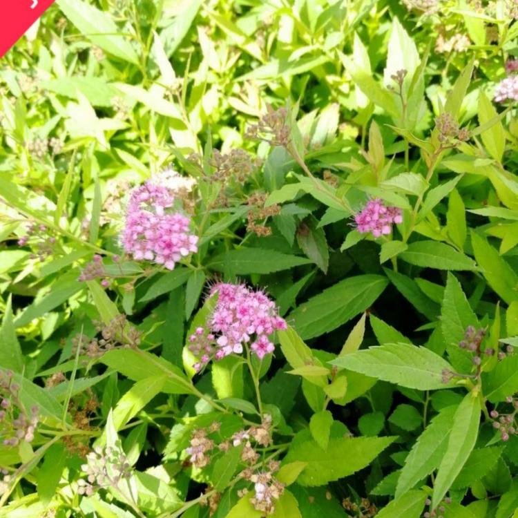 金山绣线菊价格 绿化工程苗 金焰绣线菊 小涵花卉