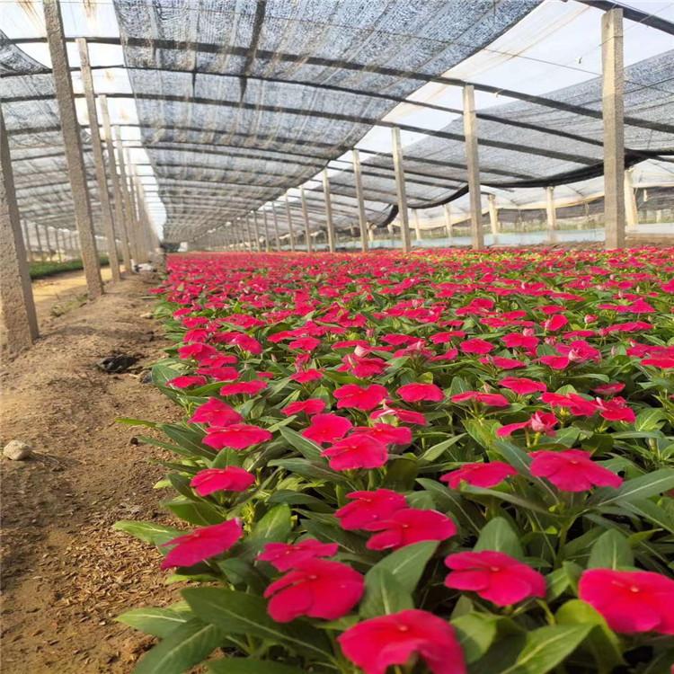 长春花小苗 直销商       长春花价格