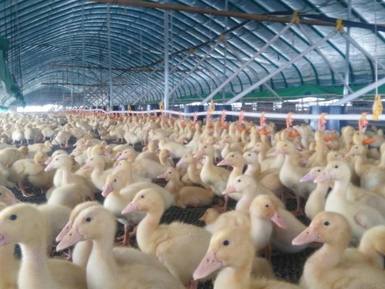 包塑椭圆管温室养猪大棚  肉鸭大棚  蛋鸡养殖大棚值得信赖