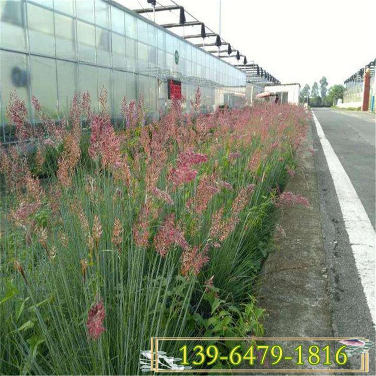 批发观花草 坡地毛冠草报价 糖蜜草种植基地