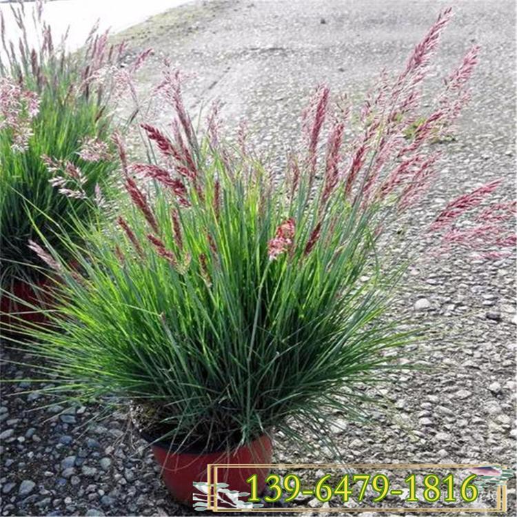 批发坡地毛冠草苗价格 时令草花 观赏草基地直发