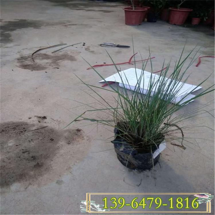 毛冠草小苗价格 毛冠草杯苗容器苗 糖蜜草量大从优