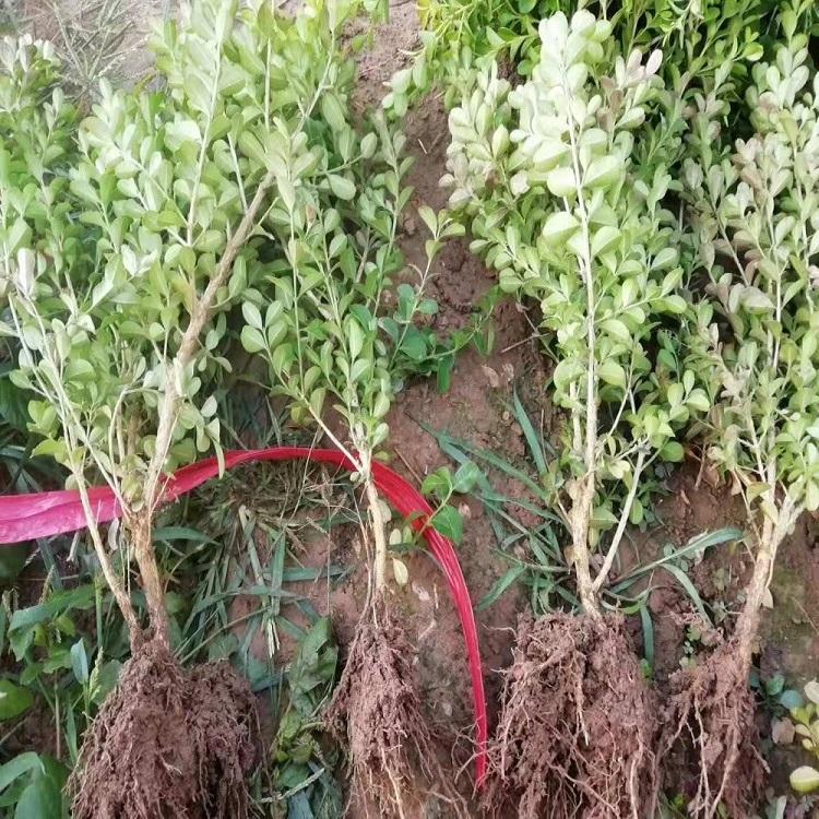 瓜子黄杨 瓜子黄杨价格 瓜子黄杨种植基地