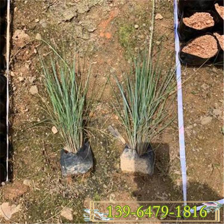 毛冠草小苗 毛冠草袋苗 糖蜜草杯苗安徽基地直销