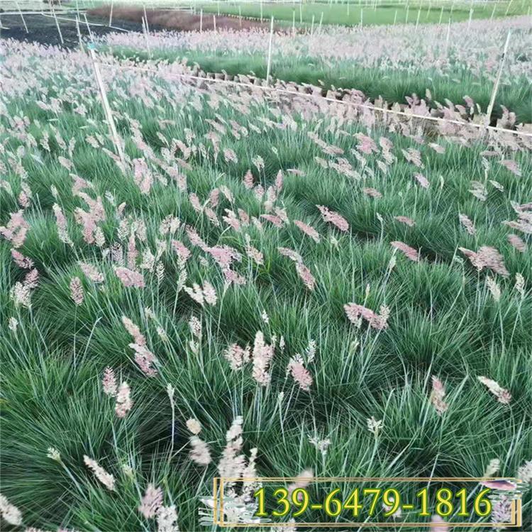 四川批发观花草 坡地毛冠草上车价 糖蜜草小苗种植基地