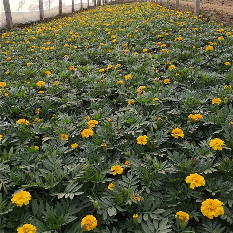 孔雀草苗圃直供 孔雀草别墅用苗