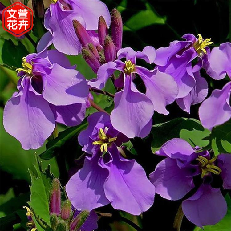 开春预定苗二月兰苗 青州二月兰种植基地 二月兰苗