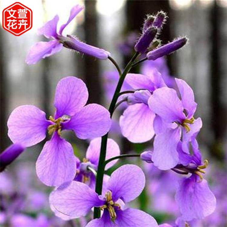 文萱批发二月兰苗 青州二月兰基地 出售二月兰苗