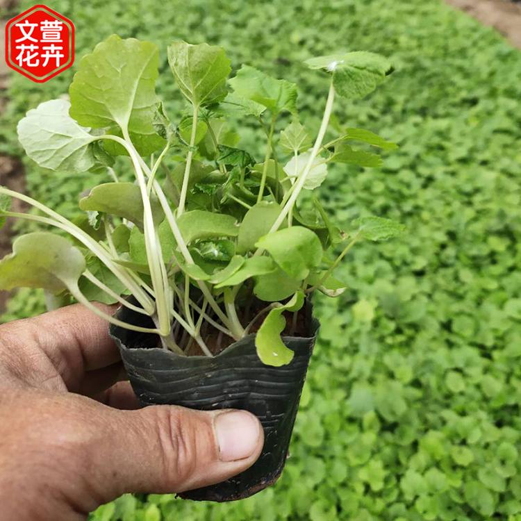 开春好苗子二月兰 山东二月兰种植基地 二月兰