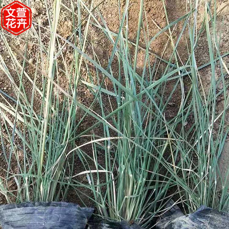 粉黛乱子草供货商 青州观赏草花 粉黛乱子草 欢迎来电咨询