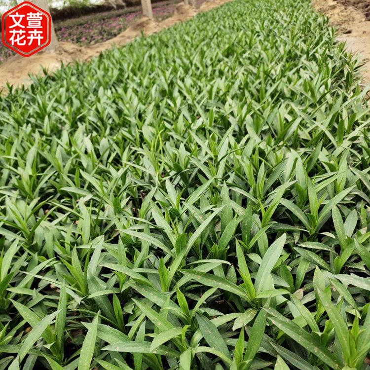 荷兰菊销售 山东宿根花卉 宿根荷兰菊