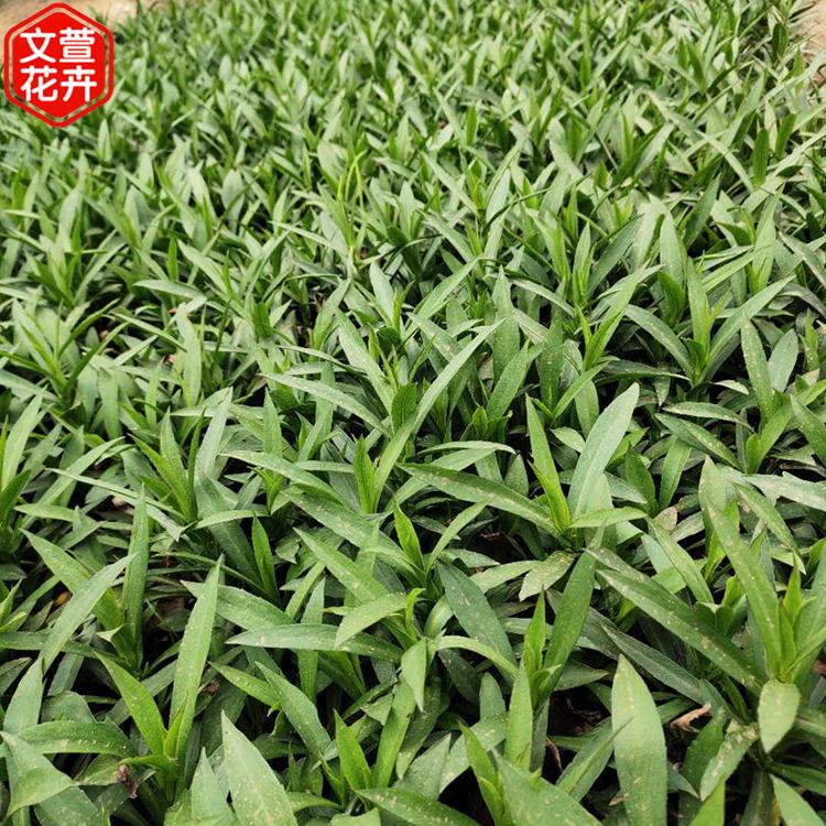 大量批发 观赏花卉荷兰菊 荷兰菊销售