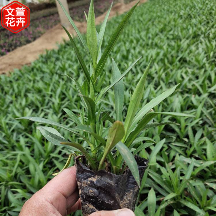 观赏花卉荷兰菊 草花种植 优惠多多 荷兰菊批发商