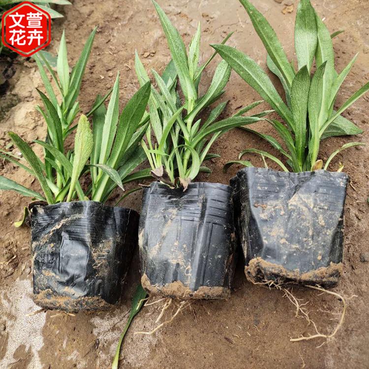 好苗售卖地 文萱花卉 荷兰菊 荷兰菊培育基地