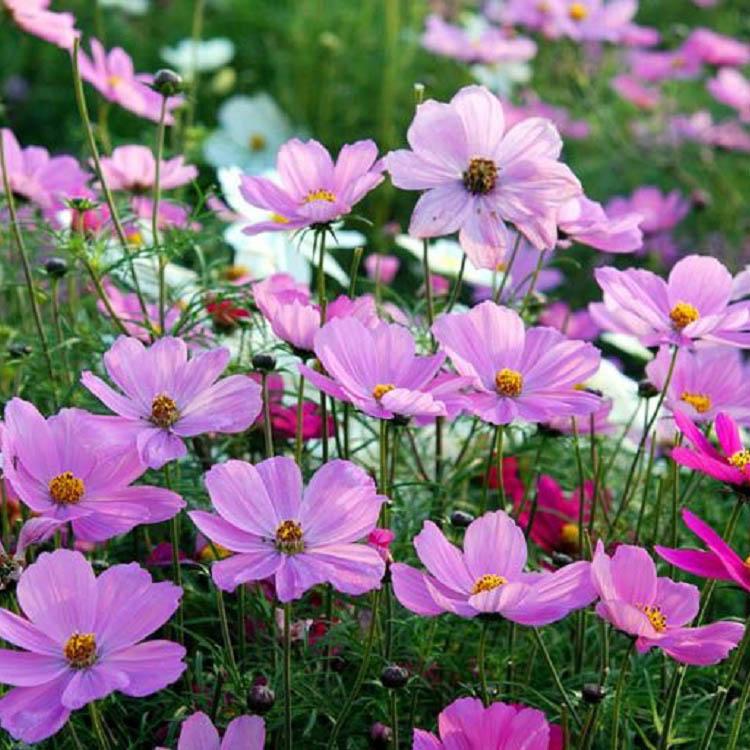 波斯菊 公园绿化用波斯菊 波斯菊价格 波斯菊基地
