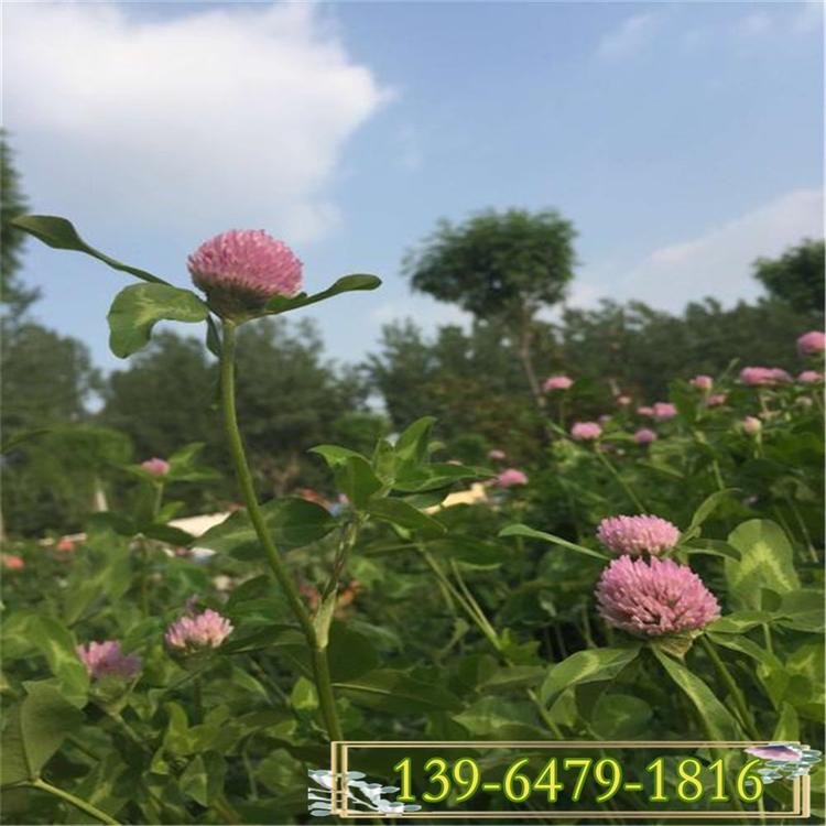 种植基地批发红花三叶草营养钵苗 白三叶草系列