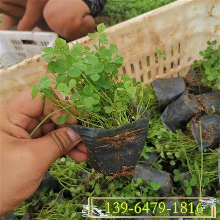 三叶草工程绿化苗 耐践踏的宿根草花 红花三叶草青州基地