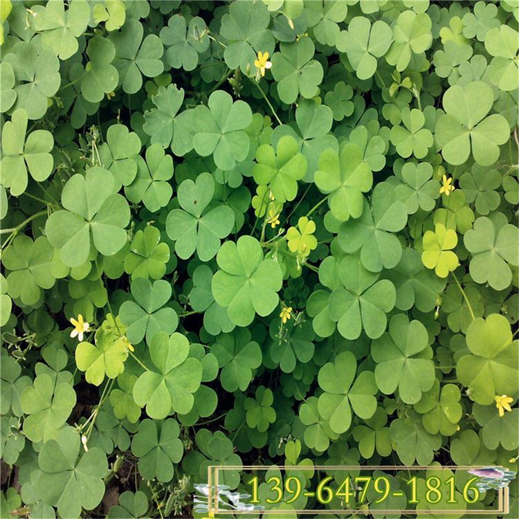 白花三叶草工程绿化苗 耐践踏的宿根草花 红花三叶草杯苗四川基地