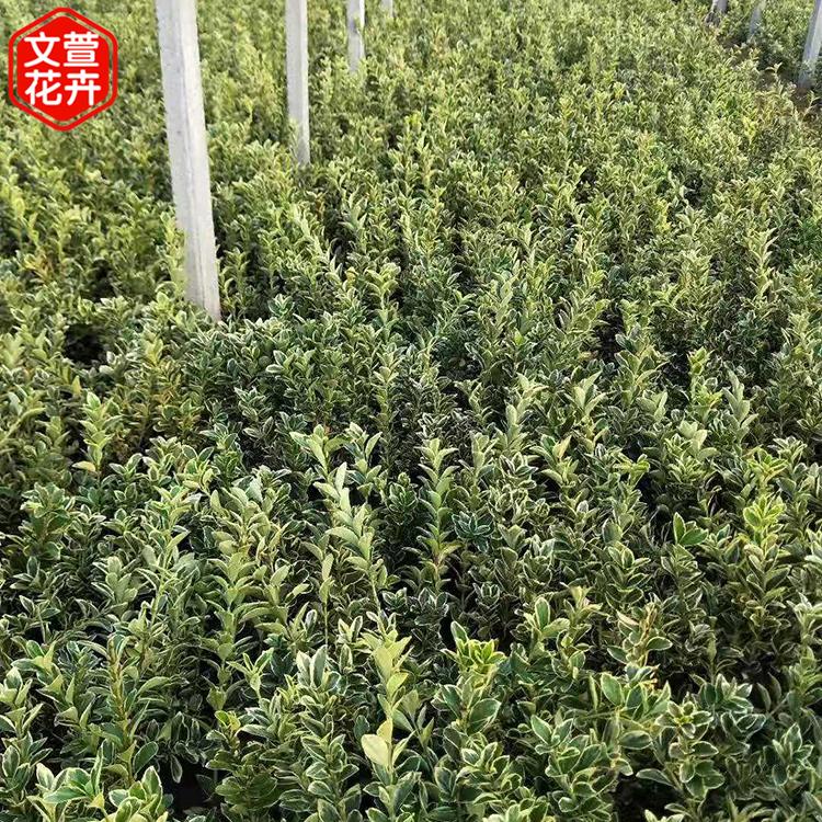 金边黄杨种植基地 青州金边黄杨