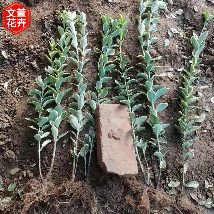 山东金边黄杨 黄杨种植基地 金边黄杨行情