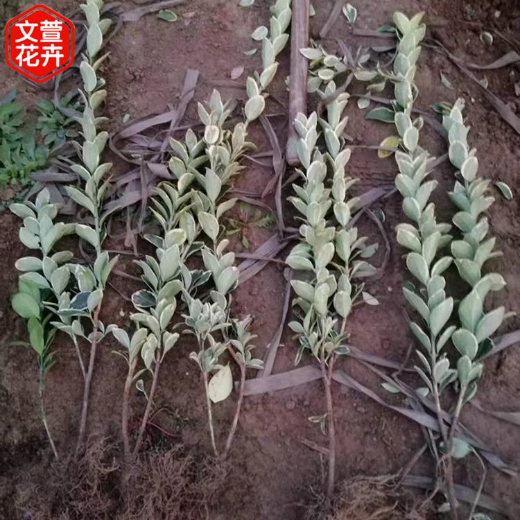 金边黄杨苗 金边黄杨种植基地