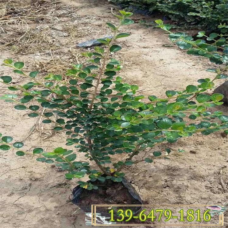 基地直销平枝荀子 工程专用平枝荀子苗