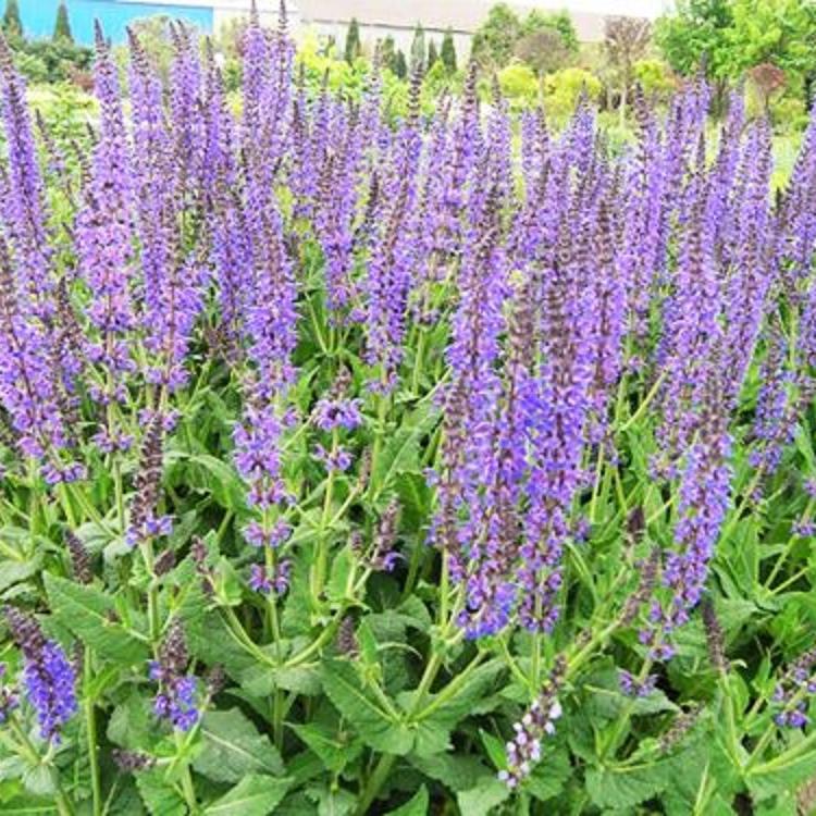 价格从优 青州草花鼠尾草 蓝花鼠尾草种植基地