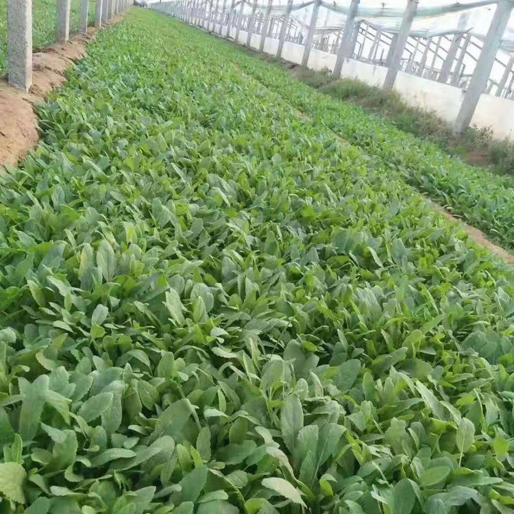 蓝花鼠尾草供货商 青州鼠尾草苗