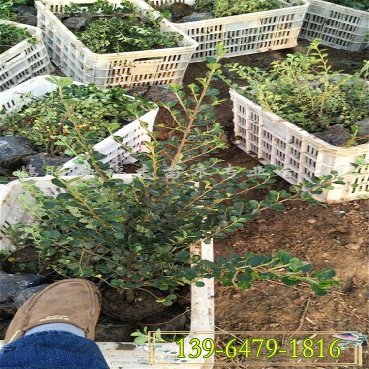 供应园林绿化苗木平枝荀子 平枝荀子苗 平枝荀子树苗