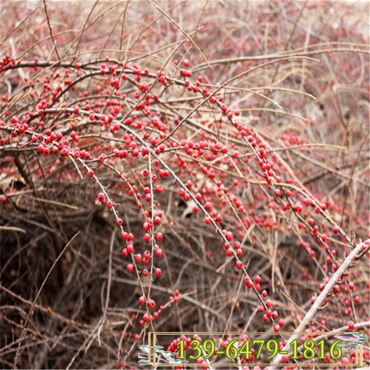 供应平枝荀子 30-50公分 平枝荀子大型生产基地